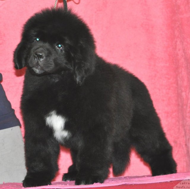 Фото: ньюфаундленд Belkonder-Club Ugli-Boogli (Белкондер-Клаб Угли-Бугли)