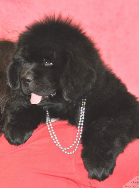 Фото: ньюфаундленд Belkonder-Club Ugli-Boogli (Белкондер-Клаб Угли-Бугли)