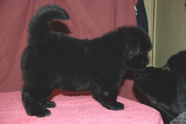 Фото: ньюфаундленд Belkonder-Club Ugli-Boogli (Белкондер-Клаб Угли-Бугли)