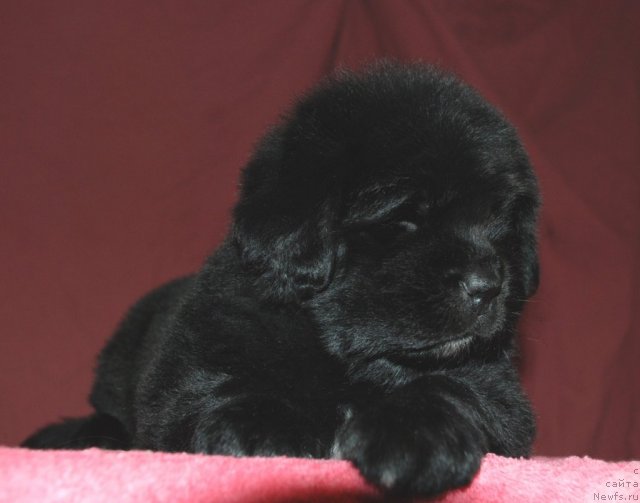 Фото: ньюфаундленд Belkonder-Club Ugli-Boogli (Белкондер-Клаб Угли-Бугли)