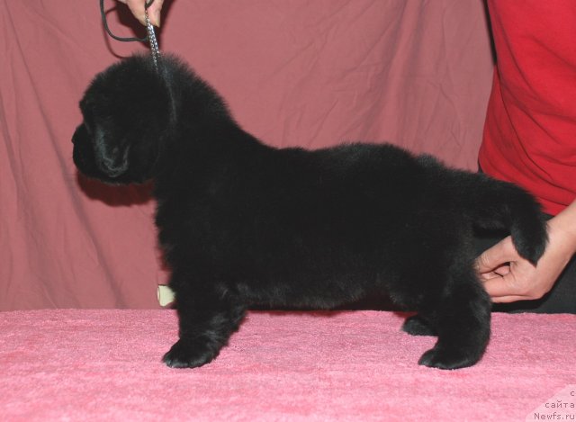 Фото: ньюфаундленд Belkonder-Club Ugli-Boogli (Белкондер-Клаб Угли-Бугли)