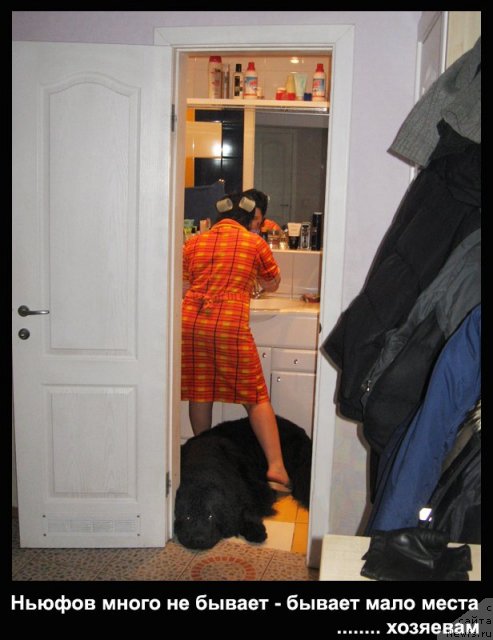 Фото: ньюфаундленд Key to My Heart Midnight Bear