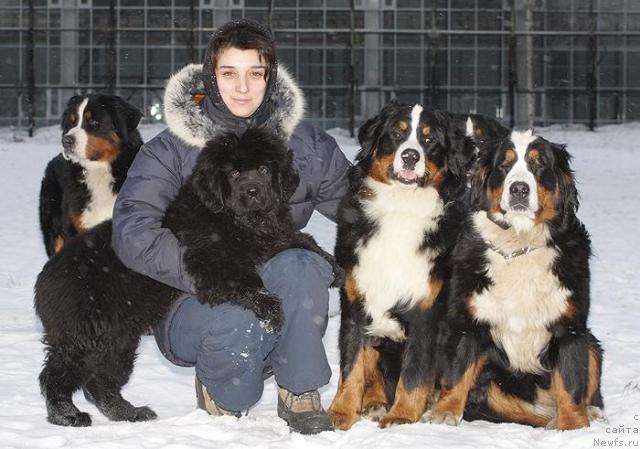 Фото: YUliya Cyibul'skaya (Юлия Цыбульская), ньюфаундленд Zholli Wonderfull iz Medvejyego Yara (Жолли Вандерфулл из Медвежьего Яра), и некоторые из моих Бернов.