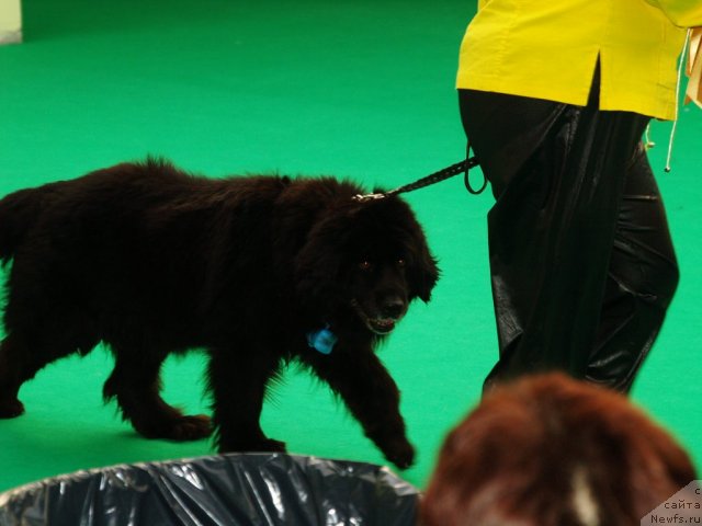 Фотография № 91371