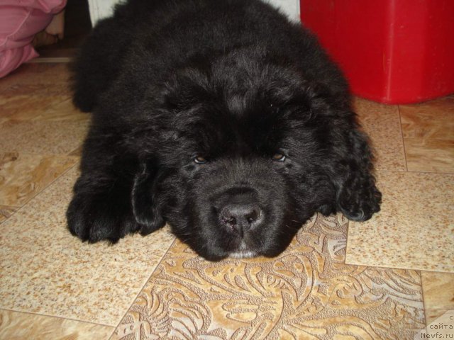 Фото: Ньюфорт Фактория Успеха, дочь, ньюфаундленд King of Helluland I'm Precious