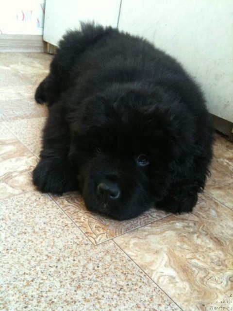 Фото: дочь, ньюфаундленд King of Helluland I'm Precious, и Потап Шален