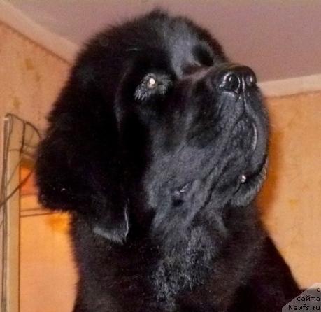 Фото: ньюфаундленд Otrada Moya ot Sibirskogo Medvedya (Отрада Моя от Сибирского Медведя)
