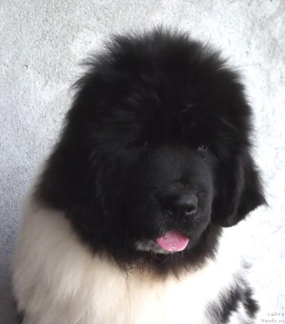 Фото: ньюфаундленд Cristalmarnewfy Christmas Dream