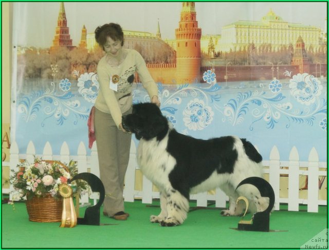 Фото: ньюфаундленд Piternyuf Play Boy (Питерньюф Плэй Бой)