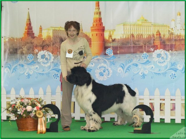 Фото: ньюфаундленд Piternyuf Play Boy (Питерньюф Плэй Бой)