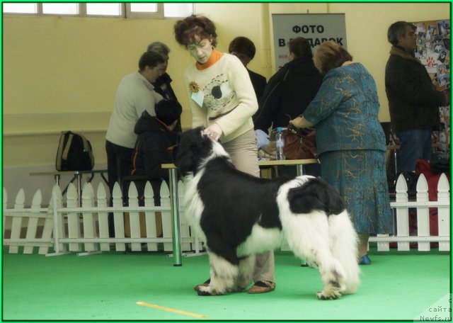 Фото: ньюфаундленд Piternyuf Play Boy (Питерньюф Плэй Бой)