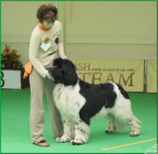 Фото: ньюфаундленд Piternyuf Play Boy (Питерньюф Плэй Бой)