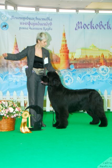 Фото: Nina Bazulina (Нина Базулина), ньюфаундленд S'Nezhnaya Vjuga Amorone Sartori (С'Нежная Вьюга Амороне Сартори)