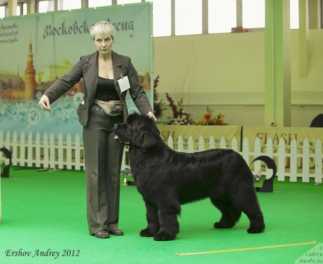 Фото: ньюфаундленд S'Nezhnaya Vjuga Amorone Sartori (С'Нежная Вьюга Амороне Сартори)