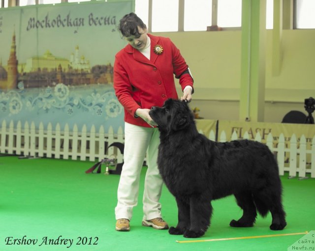 Фото: ньюфаундленд Sent Djons Hyeppi Gou Lakki (Сент Джонс Хэппи Гоу Лакки)