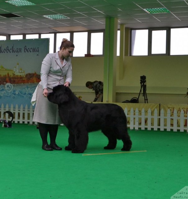 Фото: ньюфаундленд Inflame My Heart Midnight Bear, Anastasiya Zalivako (Анастасия Заливако)