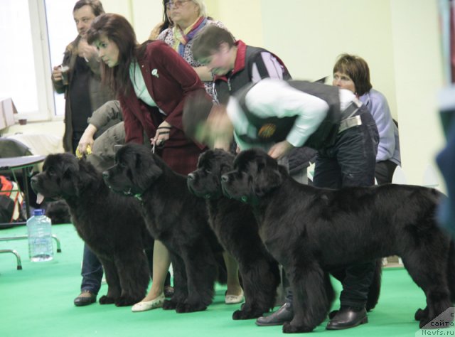 Фото: ньюфаундленд Beguschaya po Volnam Dancing Queen (Бегущая по Волнам Дансинг Квин), ньюфаундленд Beguschaya po Volnam Harizma (Бегущая по Волнам Харизма), ньюфаундленд Beguschaya po Volnam Zephirine Drouhin (Бегущая по Волнам Зефирин Друэн), ньюфаундленд Beguschaya po Volnam Hand Made (Бегущая по Волнам Ханд Маде)