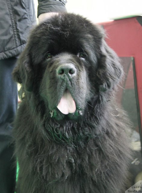 Фото: ньюфаундленд Beguschaya po Volnam Sun in My Hand (Бегущая по Волнам Сун ин Му Ханд)