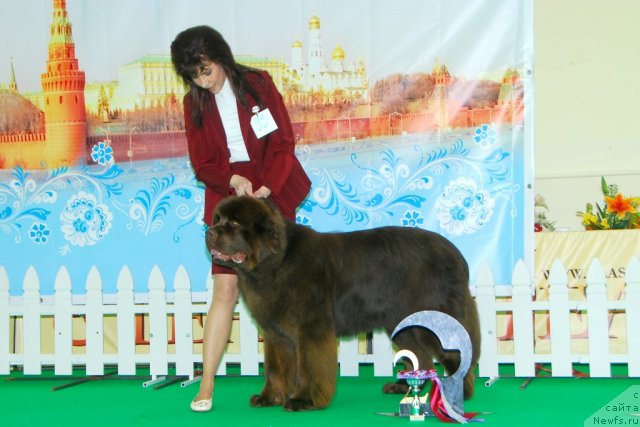 Фото: ньюфаундленд Aquatoriya Kelvin Royal Teddy Bear (Акватория Келвин Ройал Тедди Беар), YUliana Nikiforova (Юлиана Никифорова)