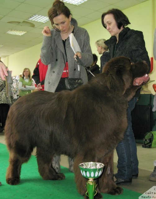 Фото: ньюфаундленд Aquatoriya Kelvin Royal Teddy Bear (Акватория Келвин Ройал Тедди Беар), Фельдман Юлия, Ol'ga Koroleva (Ольга Королева)