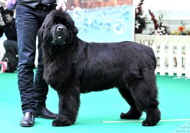 Фотография № 91441