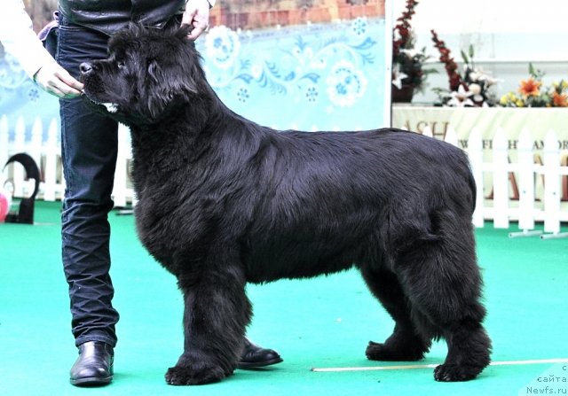 Фото: ньюфаундленд Smigar Nimfeya Neotrazimaya (Смигар Нимфея Неотразимая)