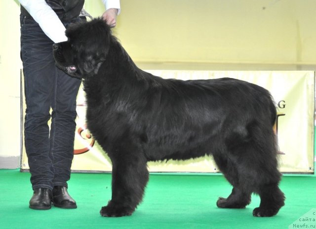 Фото: ньюфаундленд Smigar Nimfeya Neotrazimaya (Смигар Нимфея Неотразимая)