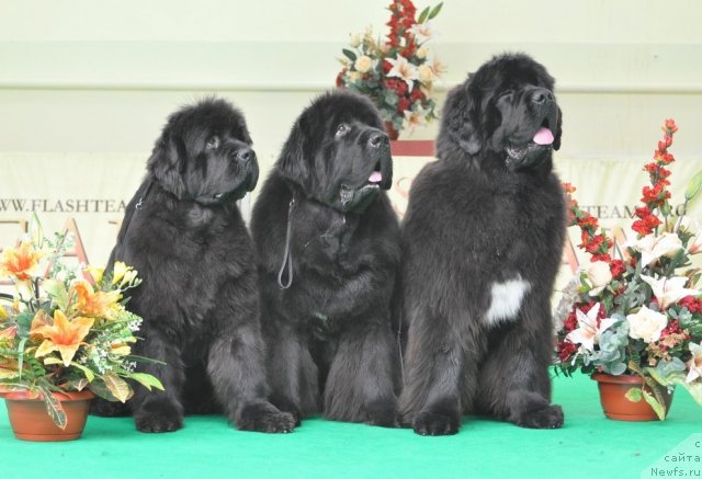 Фотография № 91444