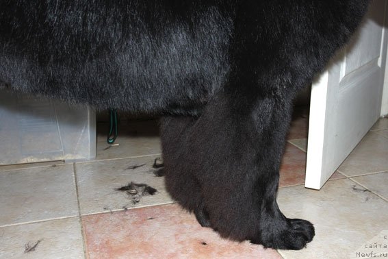 Фото: ньюфаундленд Sent Djons SHarmel' (Сент Джонс Шармель)