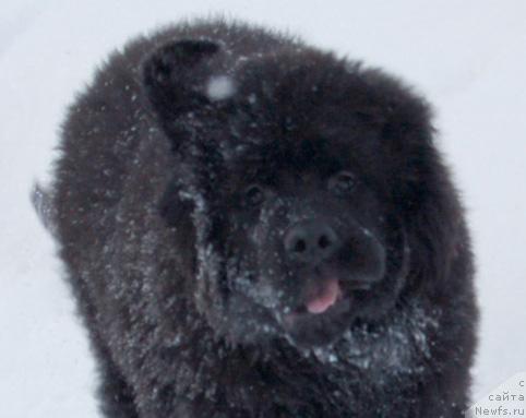 Фото: ньюфаундленд Sent Djons Orfey (Сент Джонс Орфей)