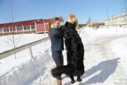 Фото: ньюфаундленд Bonni Flayt (Бонни Флайт), ньюфаундленд Restayling From SHipmyen (Рестайлинг Фром Шипмэн)