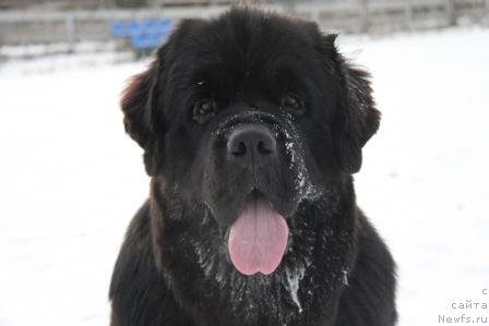 Фото: ньюфаундленд Restayling From SHipmyen (Рестайлинг Фром Шипмэн)