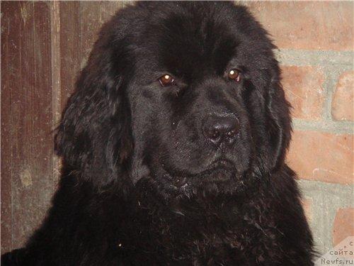 Фото: ньюфаундленд Pchiolkin Dom Avrora (Пчёлкин Дом Аврора)