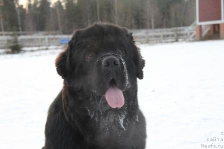 Фото: ньюфаундленд Restayling From SHipmyen (Рестайлинг Фром Шипмэн)