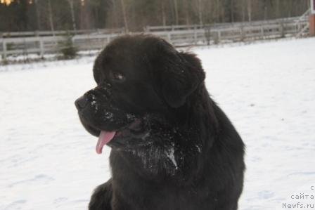 Фото: ньюфаундленд Restayling From SHipmyen (Рестайлинг Фром Шипмэн)