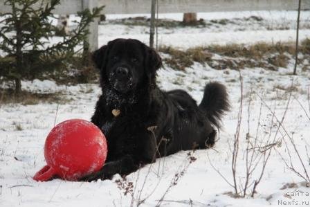 Фото: ньюфаундленд Bonni Flayt (Бонни Флайт)