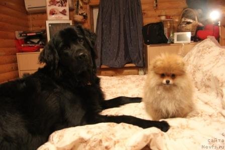 Фото: ньюфаундленд Bonni Flayt (Бонни Флайт)