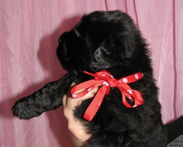 Фото: ньюфаундленд Taymles B'yuti (Таймлес Бьюти)