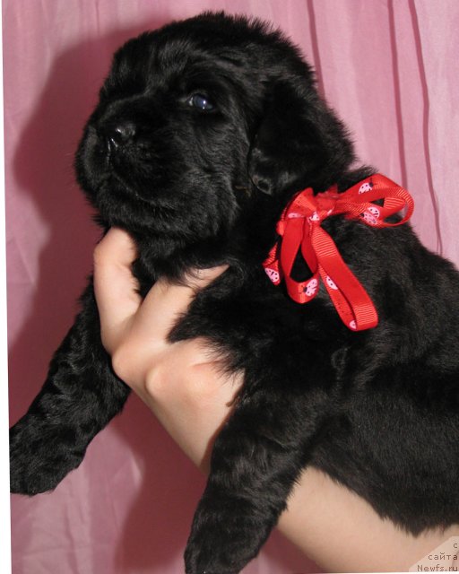 Фото: ньюфаундленд Taymles B'yuti (Таймлес Бьюти)