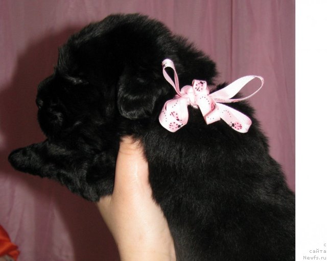 Фото: ньюфаундленд Tujur Bel' (Тужур Бель)