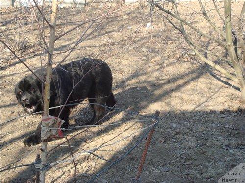 Фото: ньюфаундленд Pchiolkin Dom Avrora (Пчёлкин Дом Аврора)