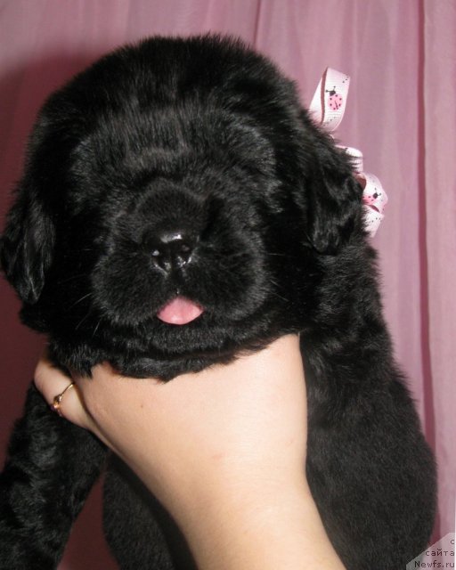 Фото: ньюфаундленд Tujur Bel' (Тужур Бель)