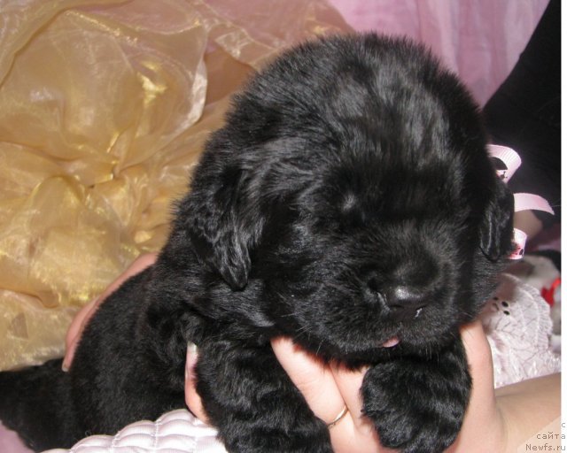 Фото: ньюфаундленд Tujur Bel' (Тужур Бель)