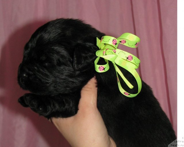 Фото: ньюфаундленд Trankil' Kuraj (Транкиль Кураж)