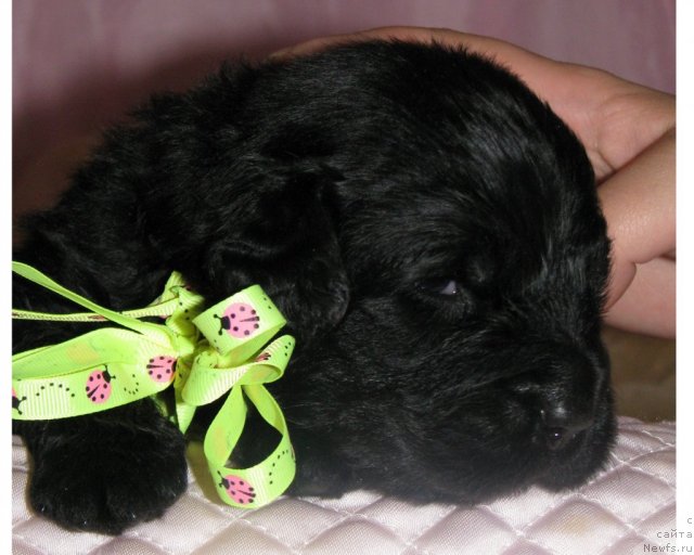 Фото: ньюфаундленд Trankil' Kuraj (Транкиль Кураж)