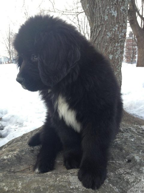 Фото: ньюфаундленд Black Tower Brave Heart (Black Tower Brave Heart)