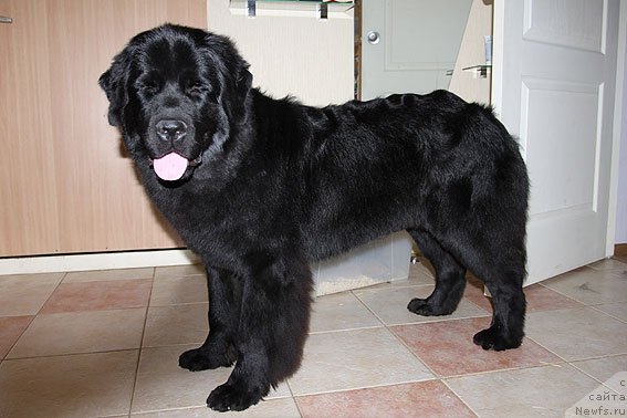 Фото: ньюфаундленд Sent Djons SHarmel' (Сент Джонс Шармель)