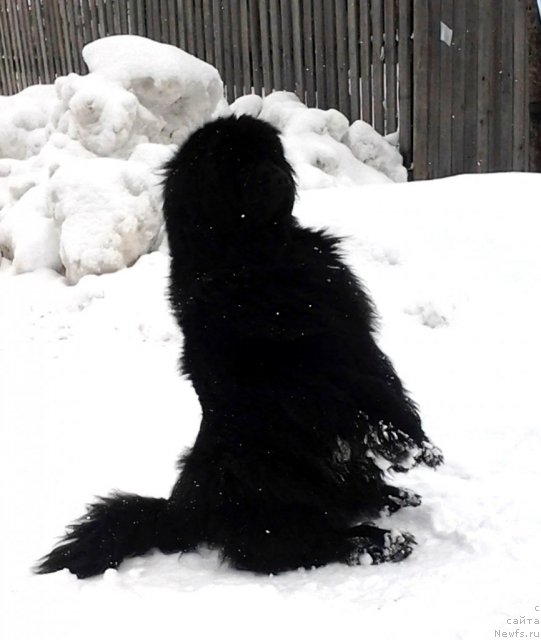 Фото: ньюфаундленд Ih Vyisochestvo Vladlena Madjiks (Их Высочество Владлена Маджикс)