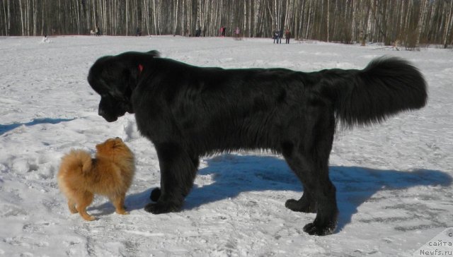 Фото: ньюфаундленд Aquatoriya Kelvin Kadril (Акватория Келвин Кадриль)