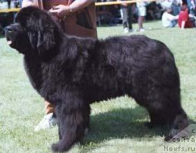 Фото: ньюфаундленд Fairweathers At Fading Lights